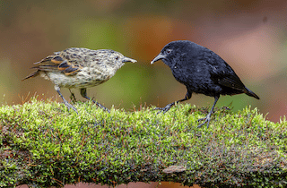 Spot the Pinzón de Coco during Costa Rica tour for families