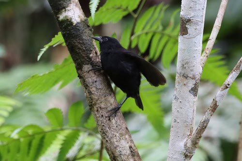 private transport costa rica
