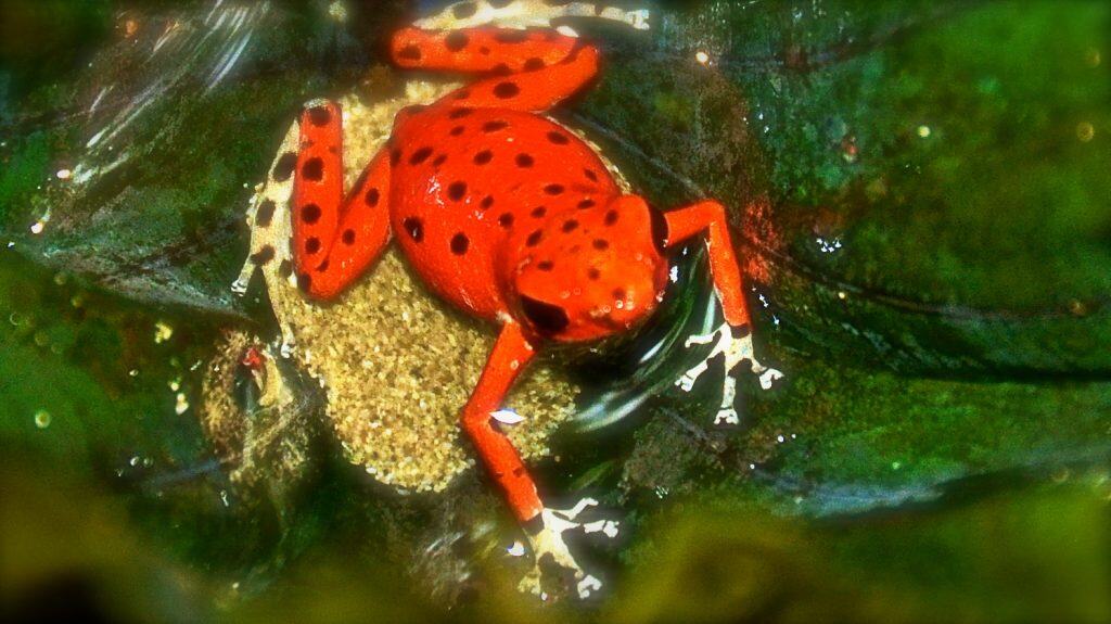 things to do in guanacaste costa rica