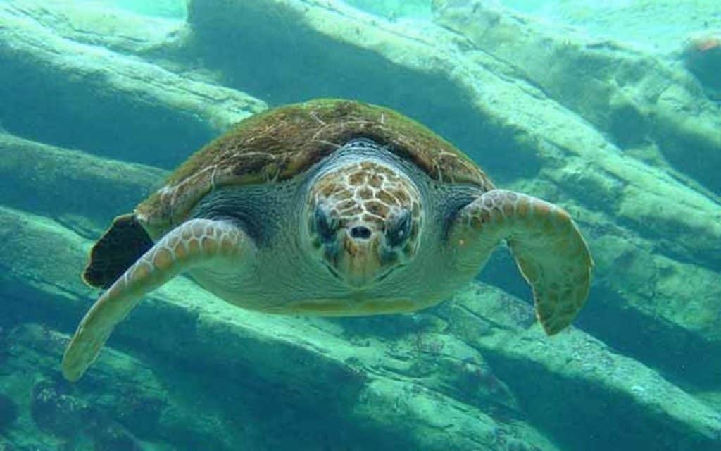 Discovering the Olive Ridley Turtle during Costa Rica tour for families