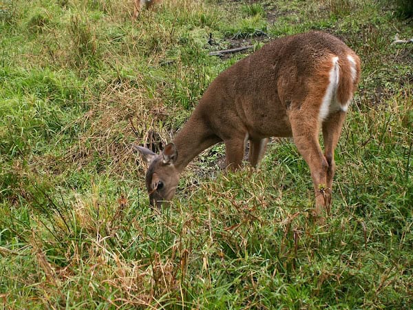 costa rica sloth sanctuary