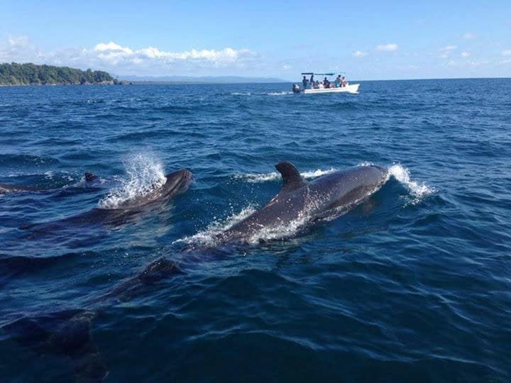 Get to see the Dolphins in  amazing  Costa Rica tour for families