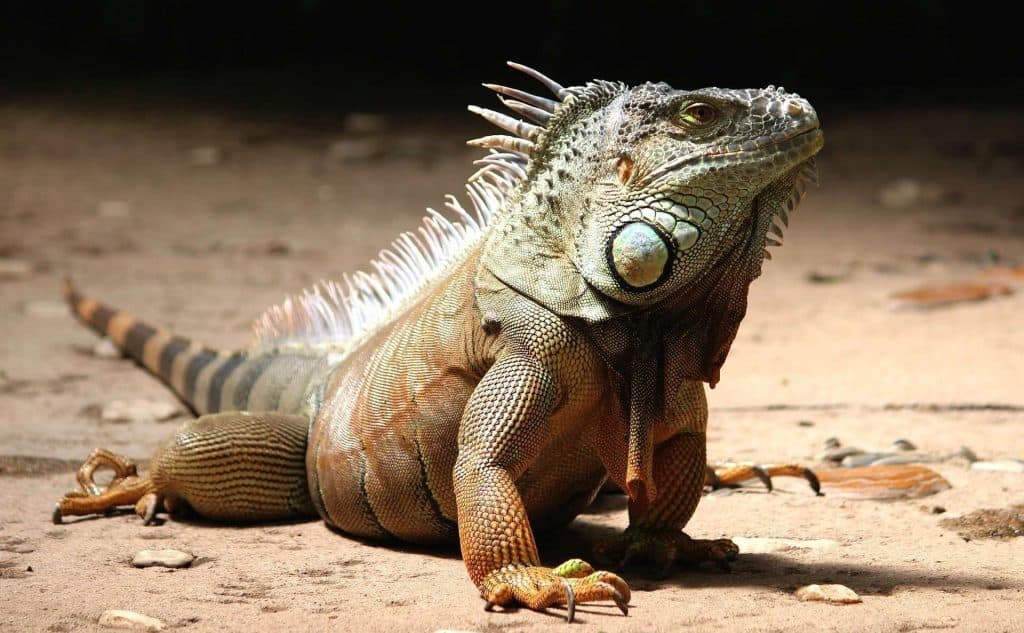Iguanas in Costa Rica: An Overview with Costa Rica tours in Guanacaste