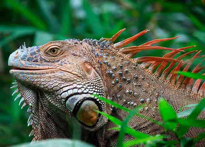 costa rica tours in guanacaste
