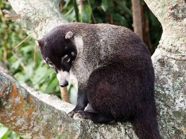 Get to know the interesting Pizote during Costa Rica tour for families