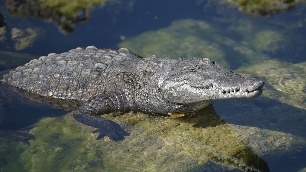 Spot American Crocodiles during Costa Rica tours in Guanacaste