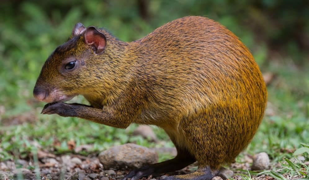 Get to see the small Guatusa during Costa Rica tour for families