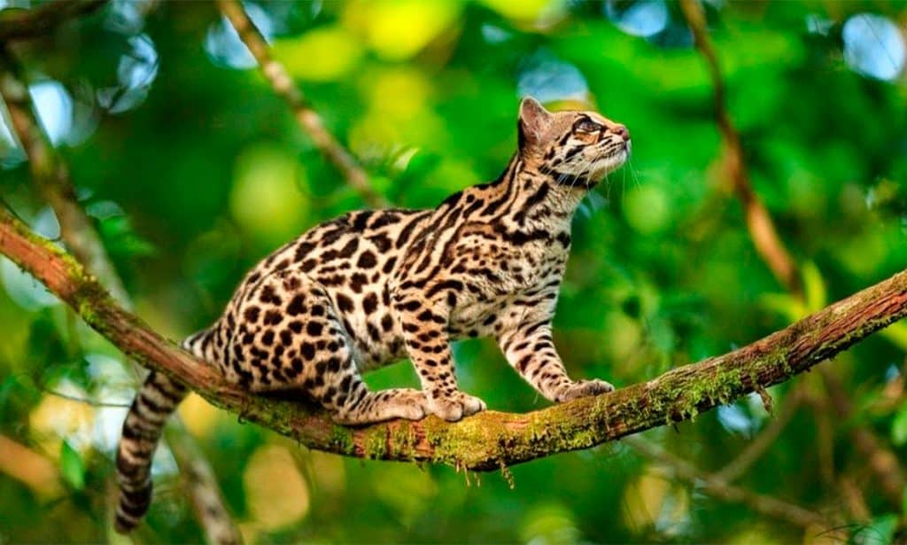 costa rica tours in guanacaste