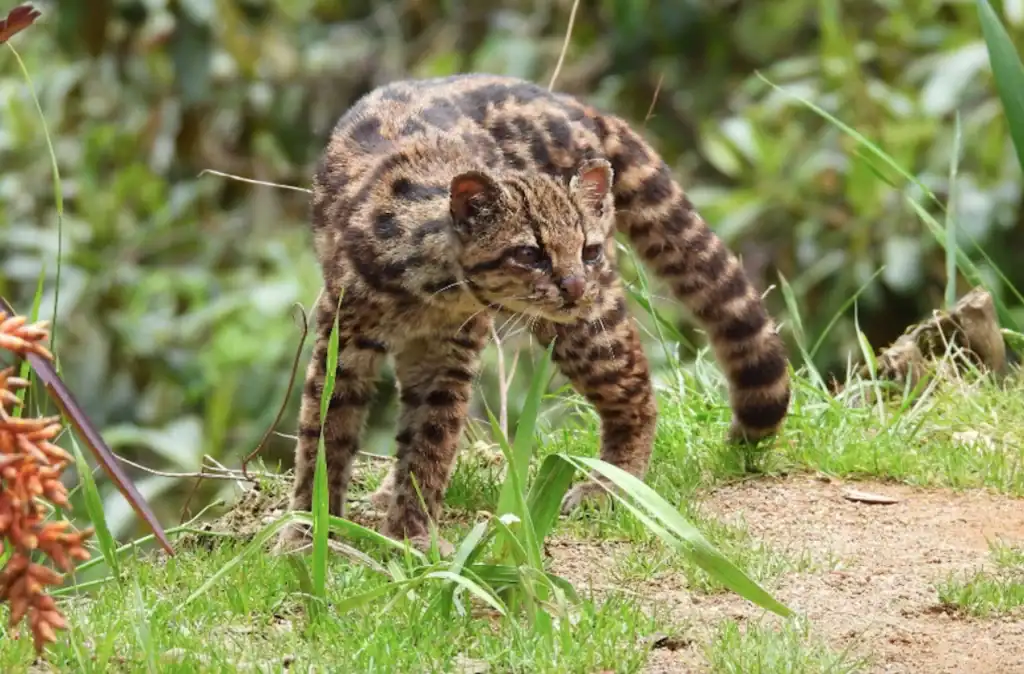 Spot the Tigrillo with Costa Rica tours in Guanacaste