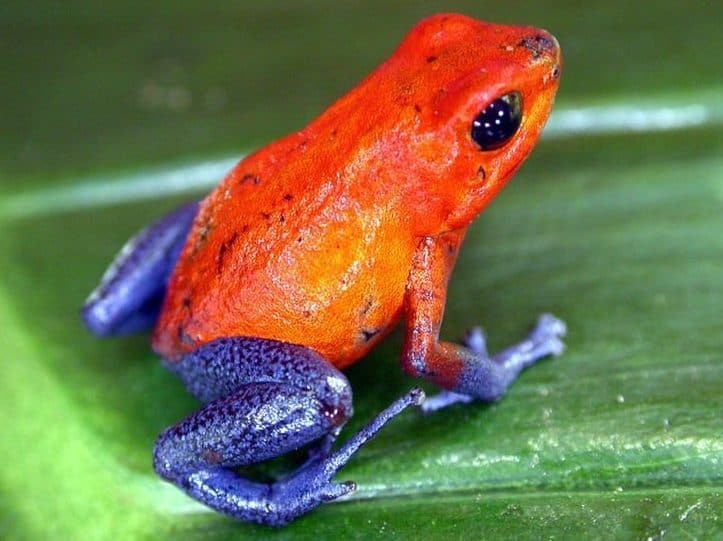 Get to know the Blue Jeans frog during Costa Rica tours in Guanacaste