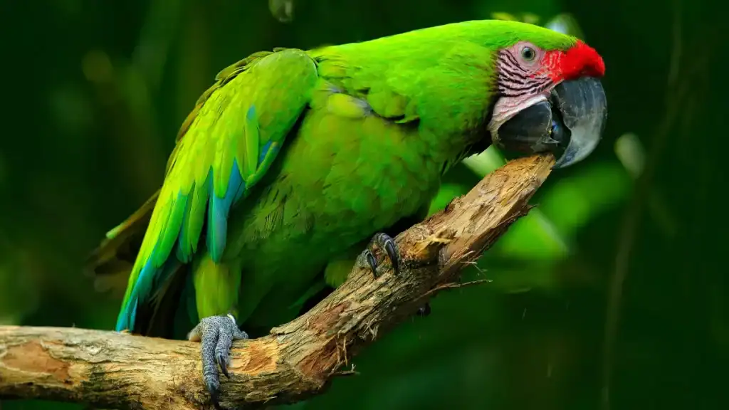 Spot the Green Macaw during Costa Rica tour for families