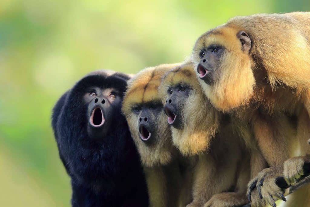 Find Howler Monkeys during tours in Costa Rica Guanacaste