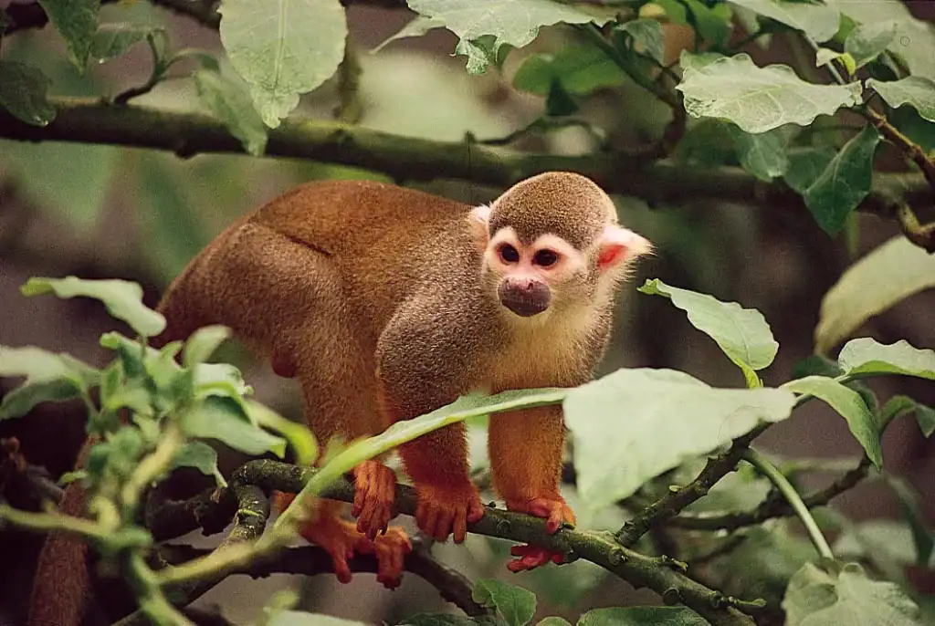 Get to know the Squirrel Monkeys by joining Costa Rica tour for families
