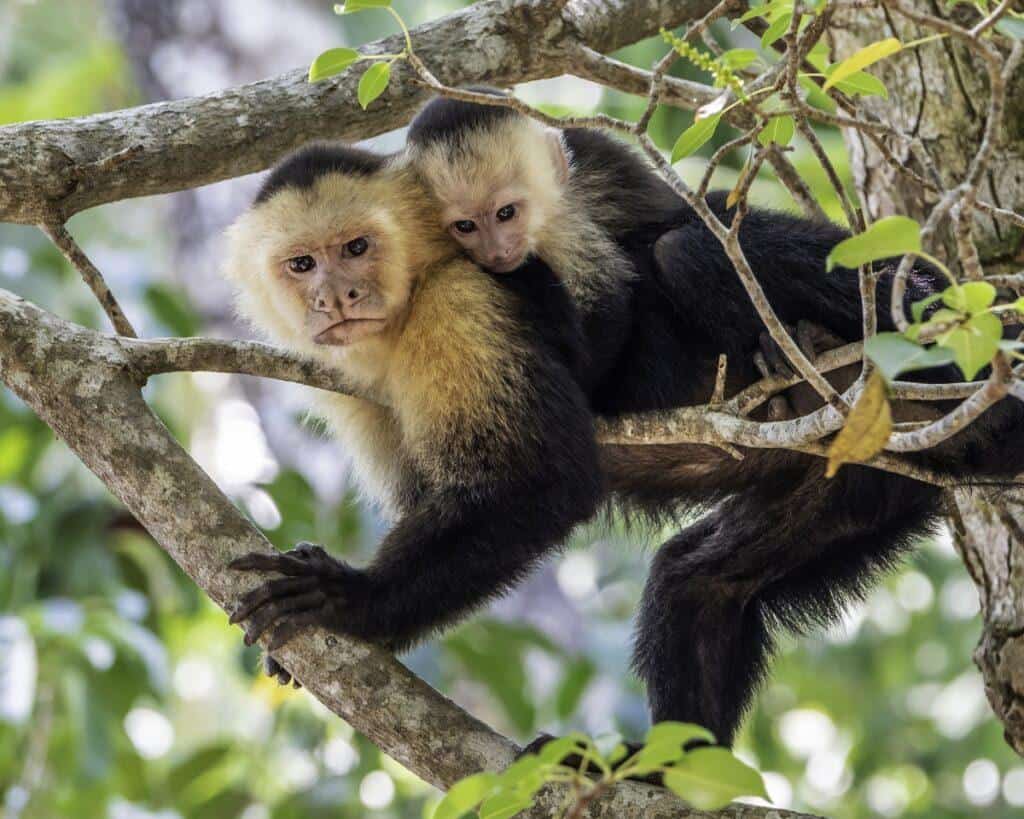 things to do in guanacaste costa rica