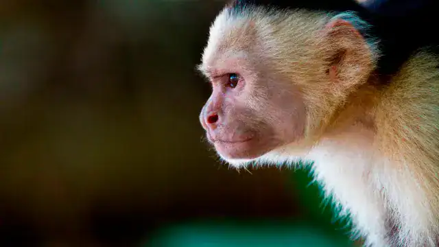 Spot White Faced Capuchin Monkeys during tours in Costa Rica Guanacaste programs