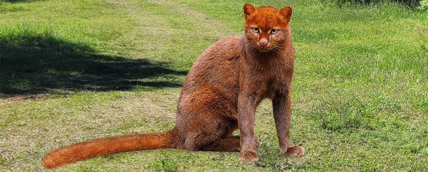 costa rica tours in guanacaste