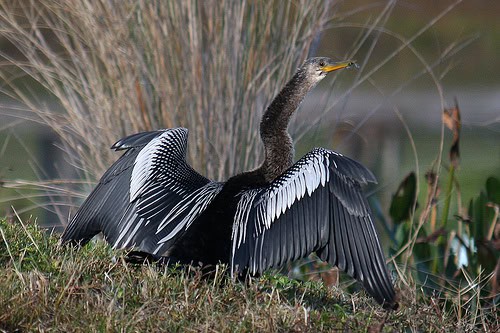 Meet the American Anhinga with Costa Rica private shuttle services