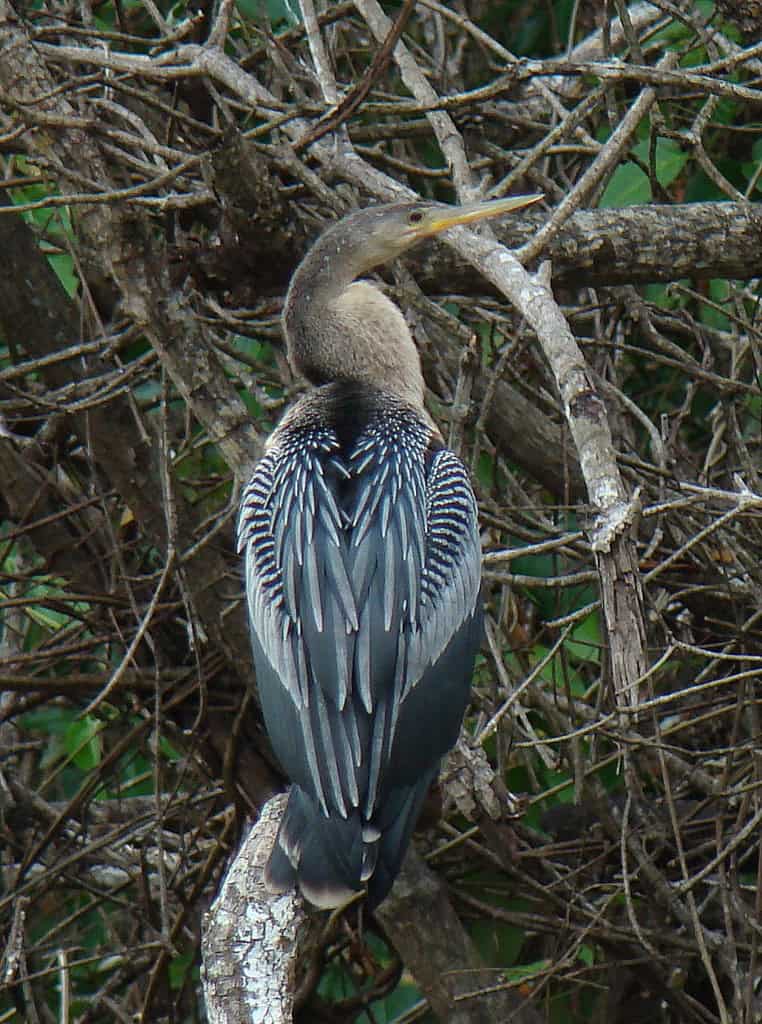 tours in costa rica guanacaste