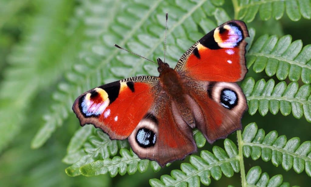 Take a sight of the beautiful peacock butterfly during tours in Costa Rica Guanacaste