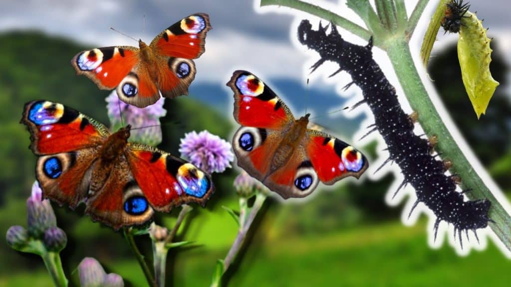 costa rica tours in guanacaste