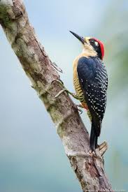 flamingo airport shuttle