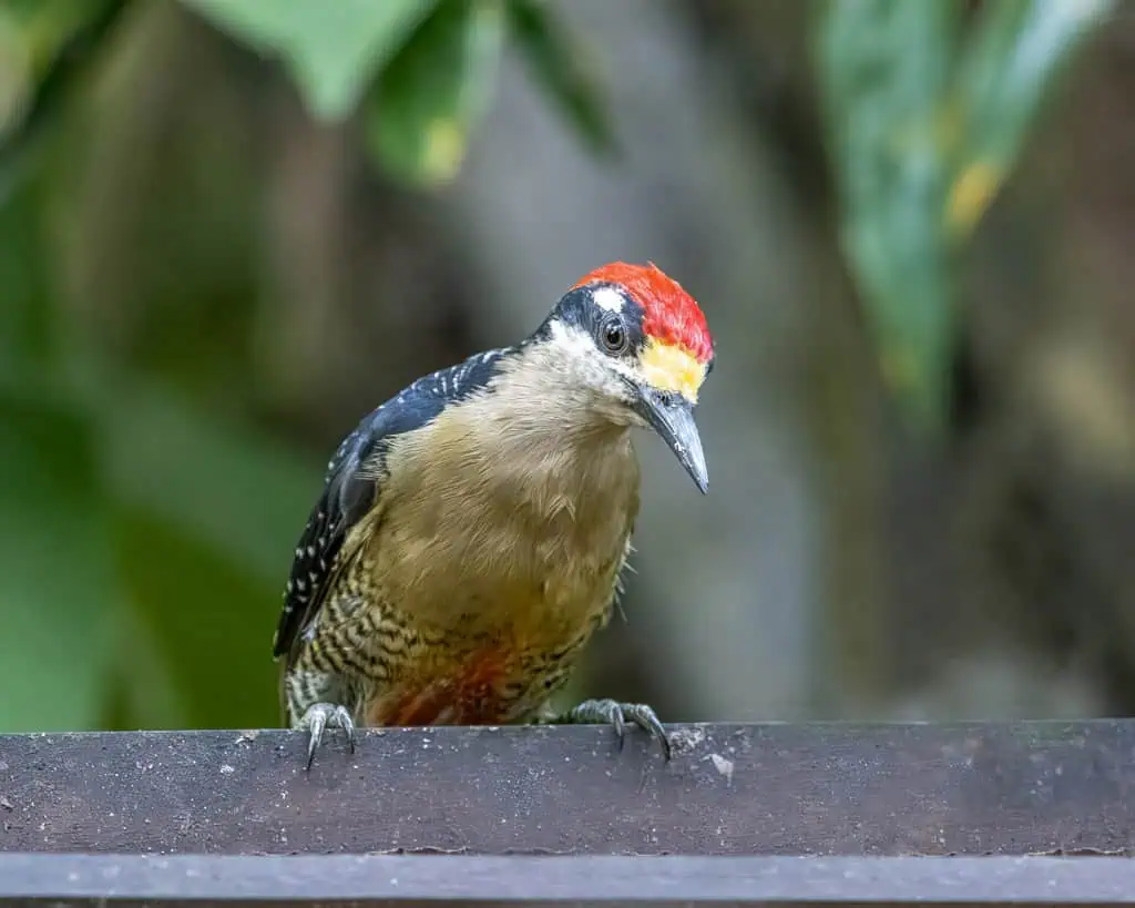 Spot the beautiful  black-cheeked woodpecker with Costa Rica tour for families