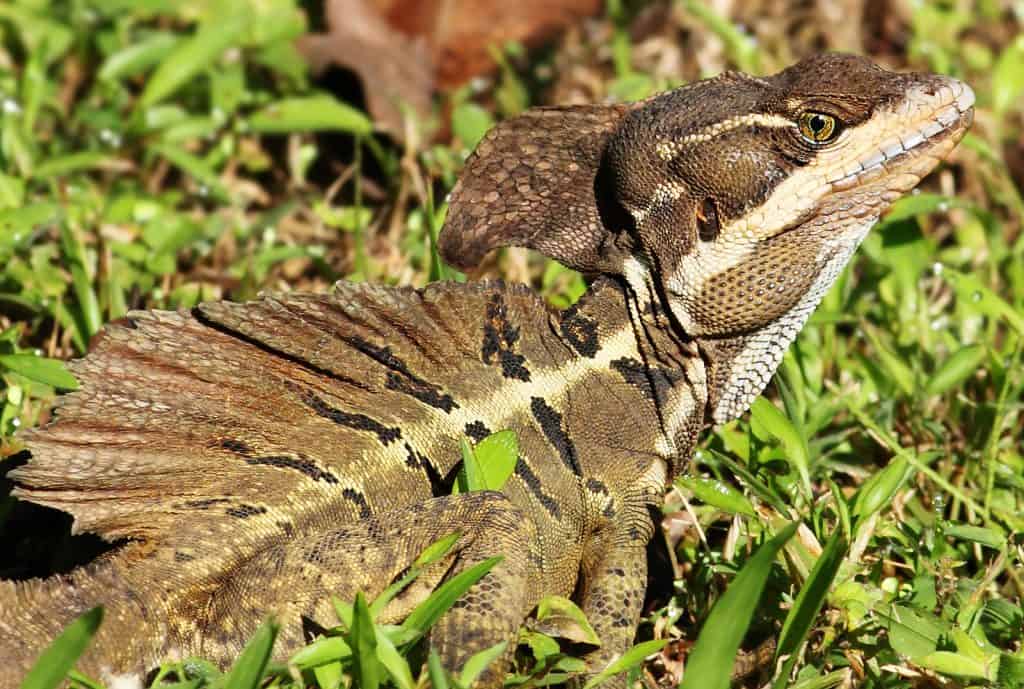 Know the  brown basilisk during Costa Rica tour for families