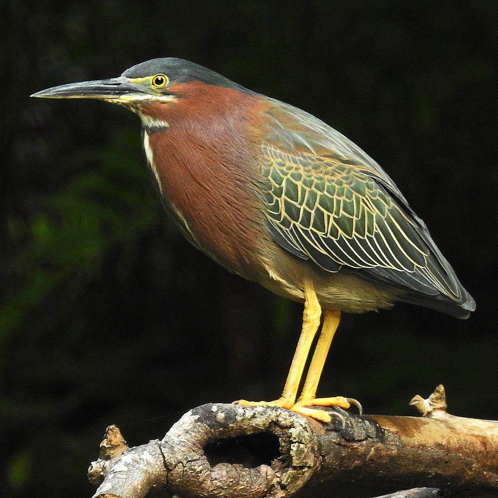 With Costa Rica private transportation you can meet the beautiful green heron