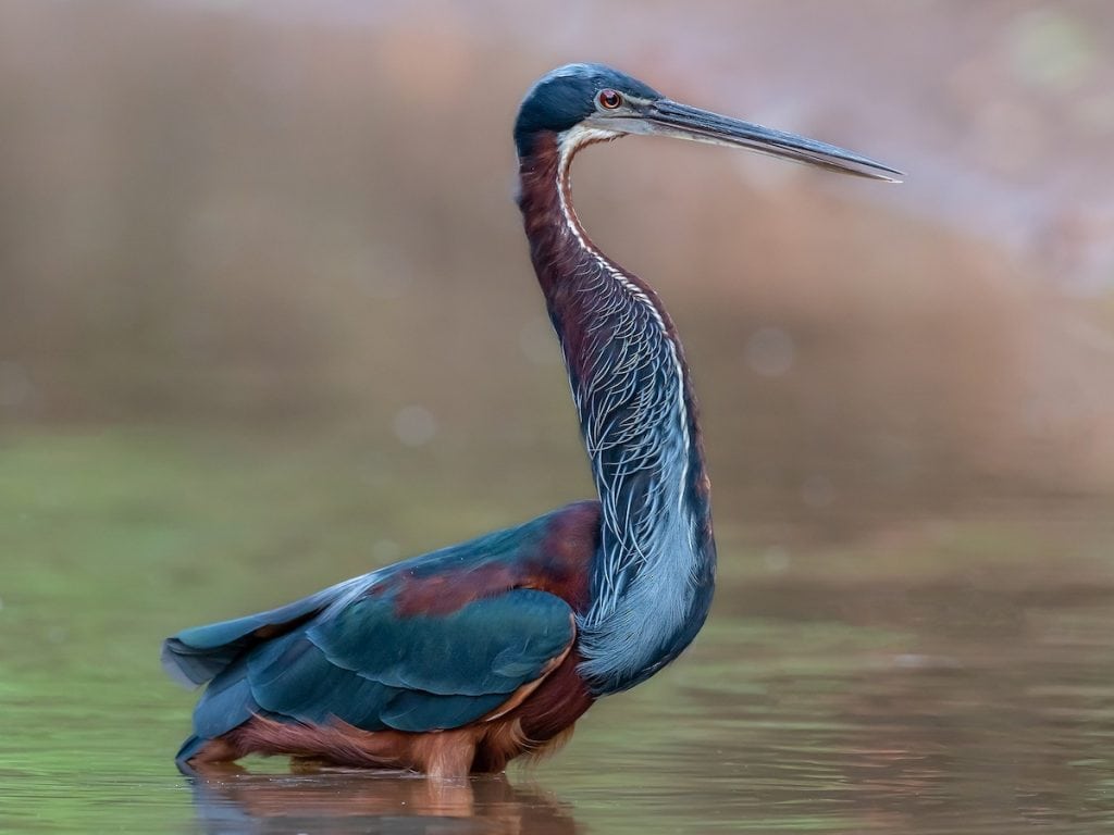 things to do in guanacaste costa rica