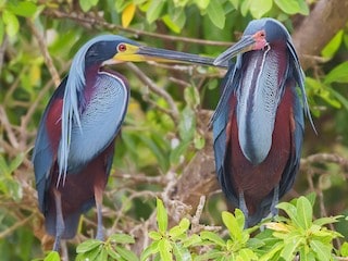 Things to do in Guanacaste Costa Rica: Spotting the agami heron