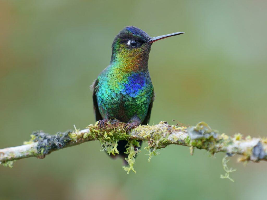 Find the fiery-throated hummingbird with Costa Rica tours in Guanacaste