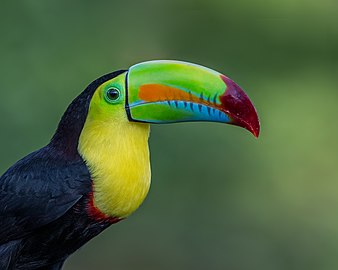 Use a driver in Costa Rica to get to know the keel toucan