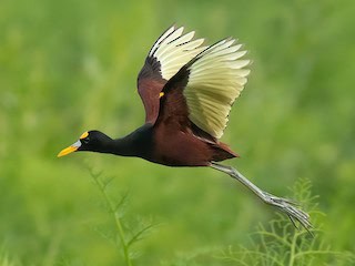 Spot the amazing Northern Jacana with private transport Costa Rica services