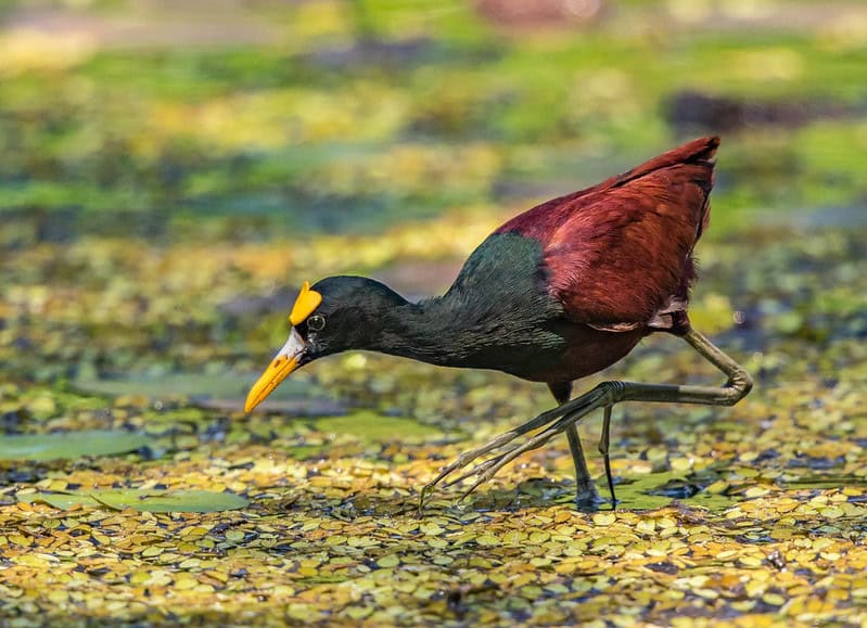 things to do in guanacaste costa rica
