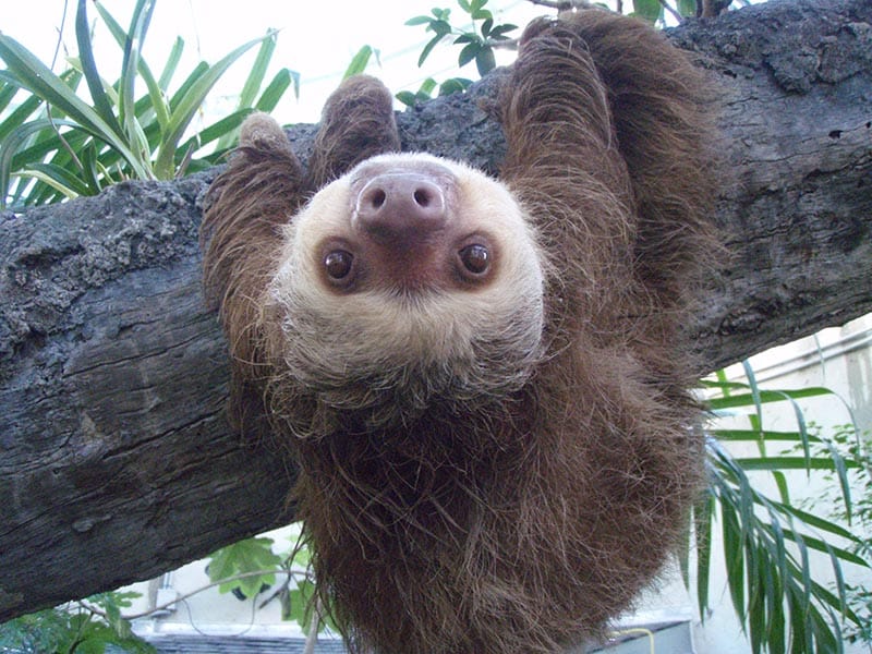 Visit the Costa Rica sloth sanctuary to see the northern two-toed sloth