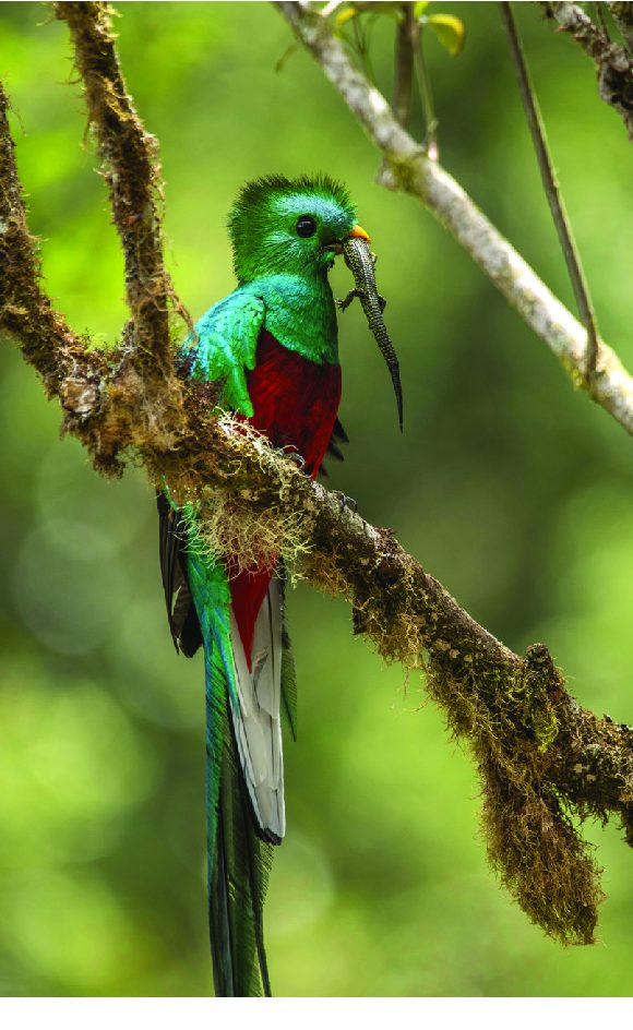 things to do in guanacaste costa rica