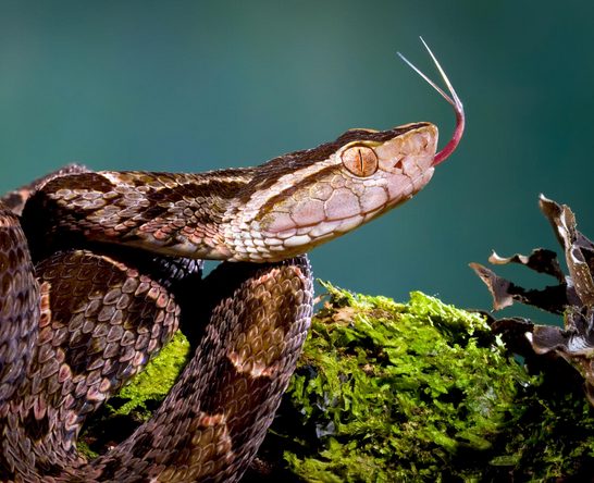 The Terciopelo Snake: Tours in Costa Rica Guanacaste