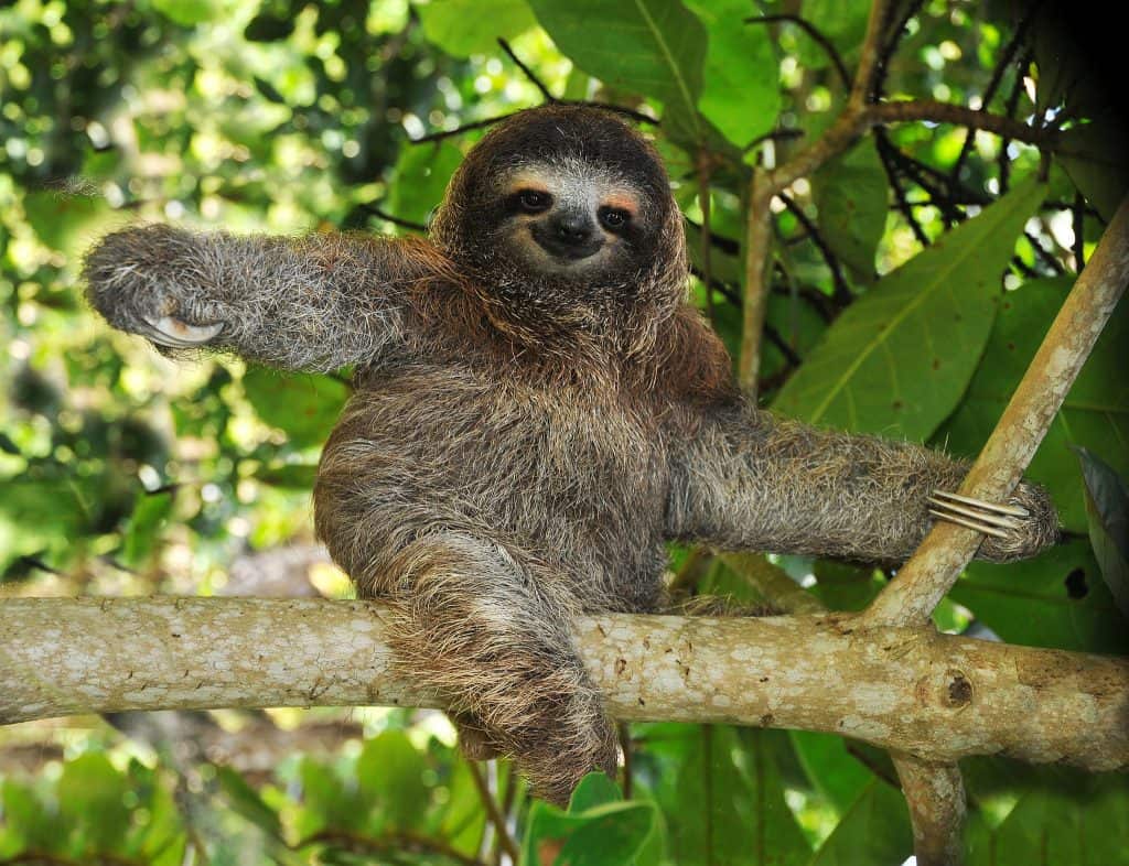 Get to see the three toed sloth with Costa Rica sloth tours