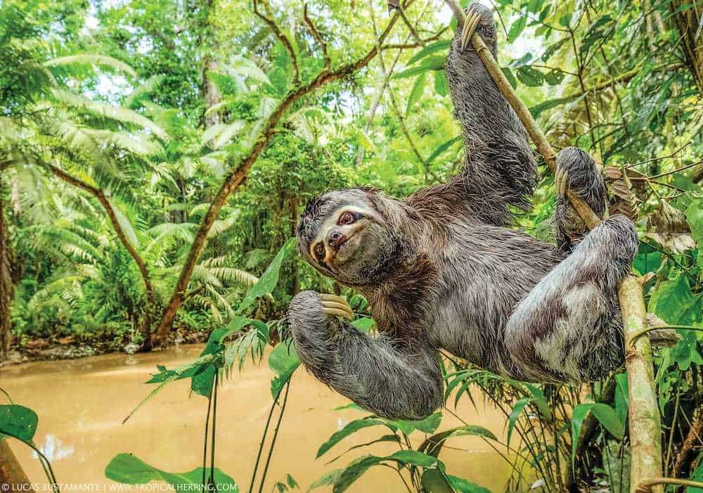 costa rica sloth tours
