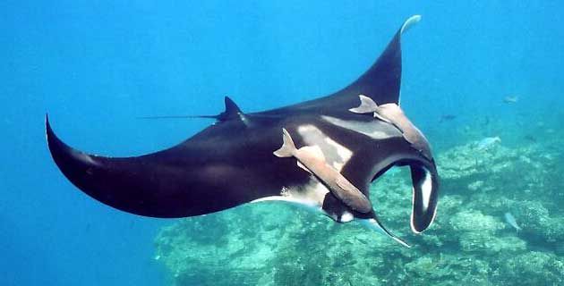 Tours in Costa Rica Guanacaste: The Giant Stingray