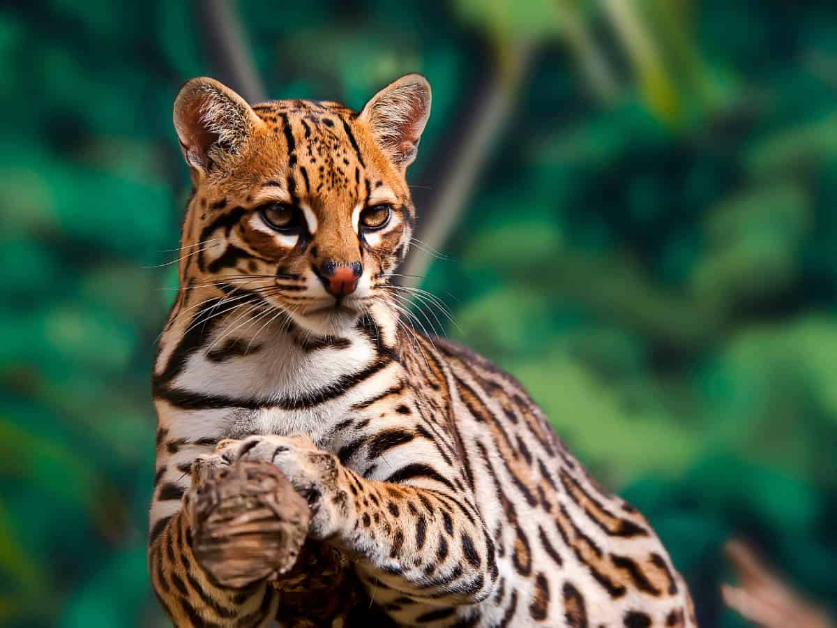 costa rica sloth sanctuary