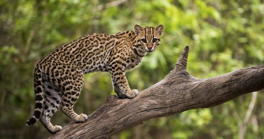 costa rica sloth sanctuary
