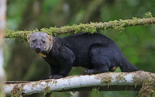 Meet the agile Tayra during tours in Costa Rica Guanacaste