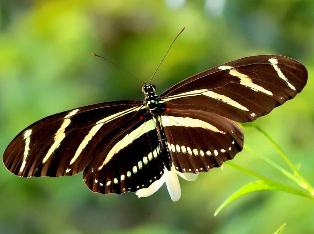 Costa Rica tour for families: Spot the Zebra Longwing