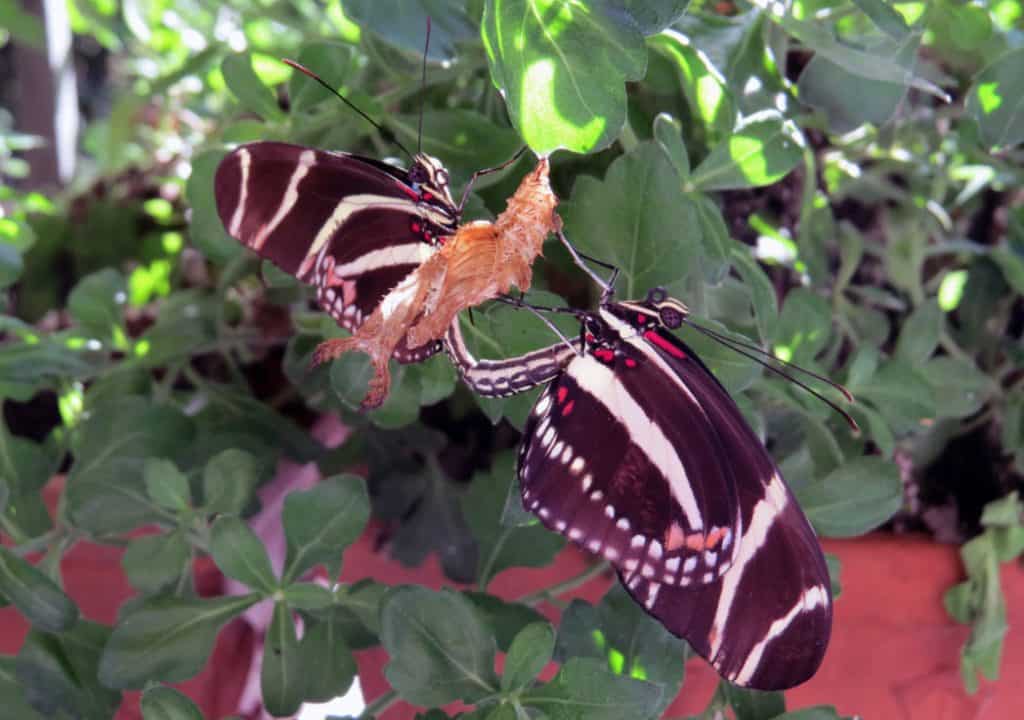 things to do in guanacaste costa rica
