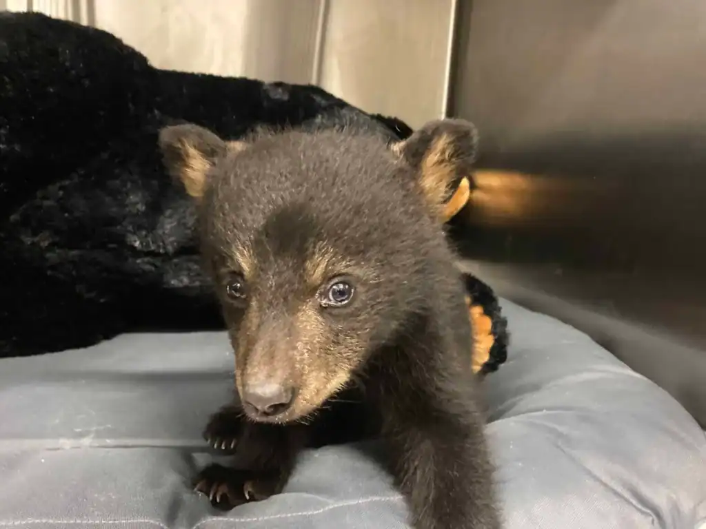 Adorable bear cub at Appalachian Bear Rescue with camera focus.