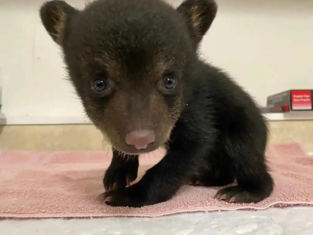 Adorable black bear cub sitting on a pink towel at Appalachian Bear Rescue.