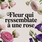 Composition de fleurs qui ressemblent à des roses