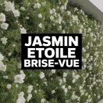 Mur de jasmin étoilé brise-vue avec fleurs blanches