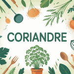 Illustration coriandre feuilles graines poudre plant